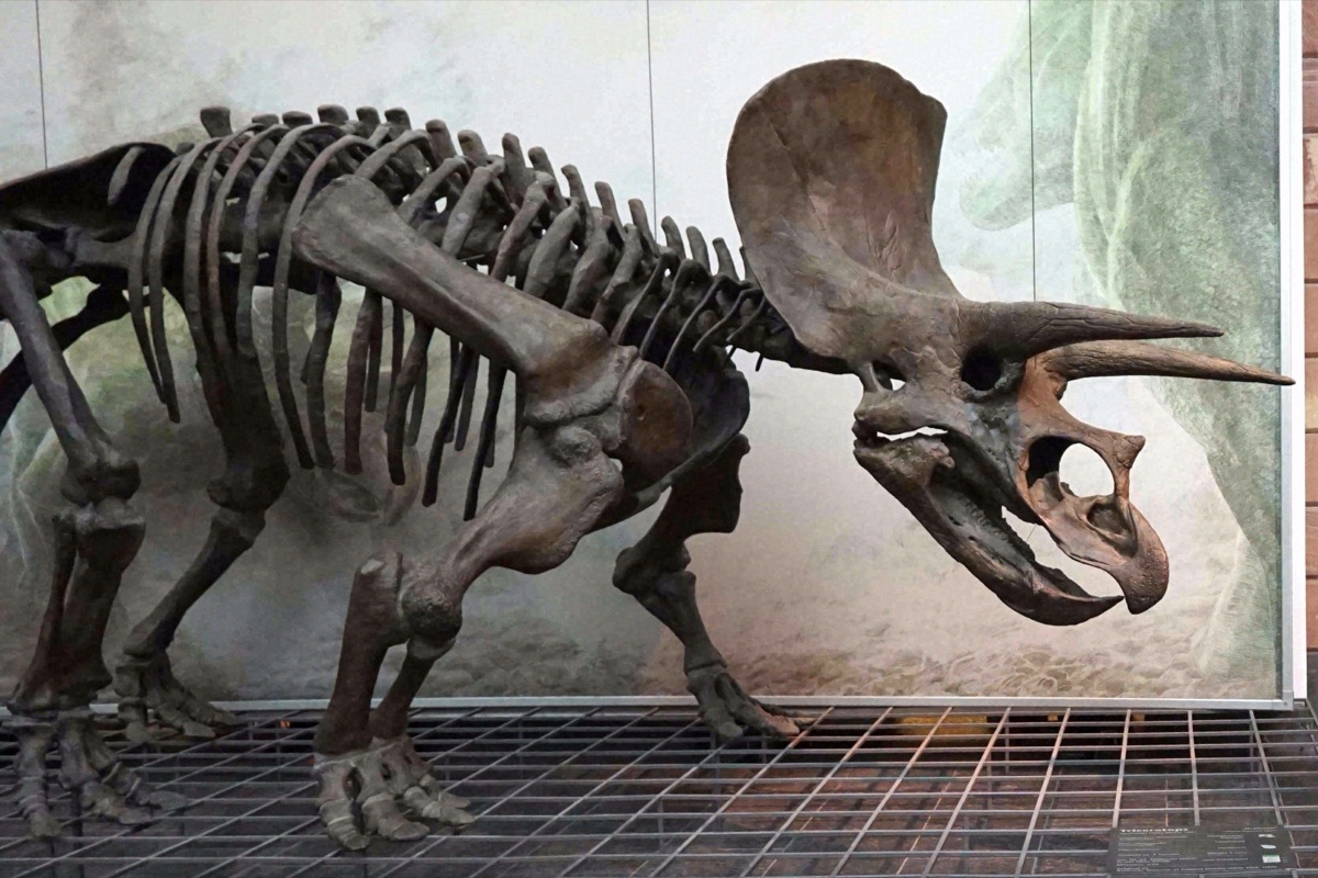 Triceratops-Skelett im Senckenberg Naturmuseum